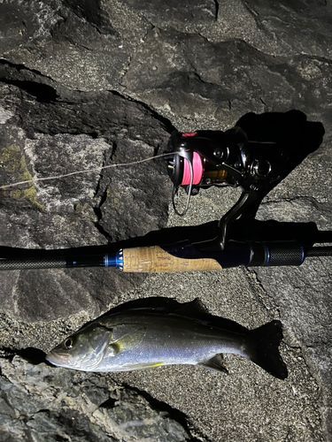 セイゴ（マルスズキ）の釣果