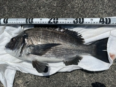 クロダイの釣果