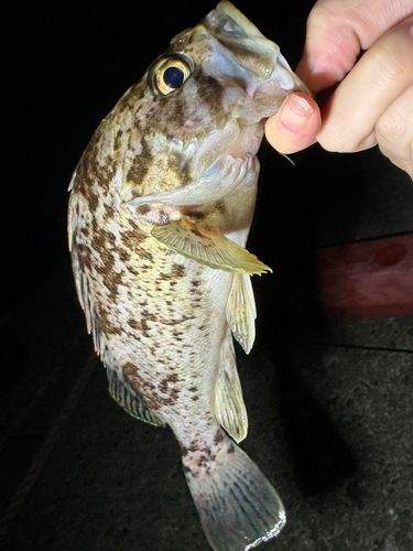 釜石湾