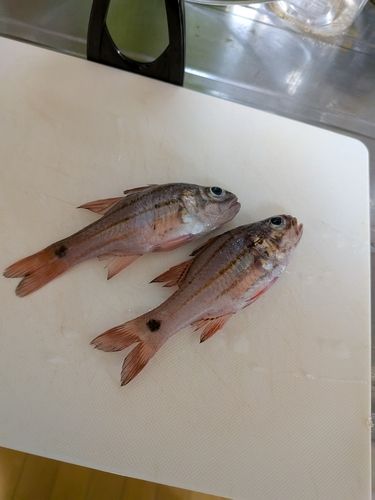 駿河湾