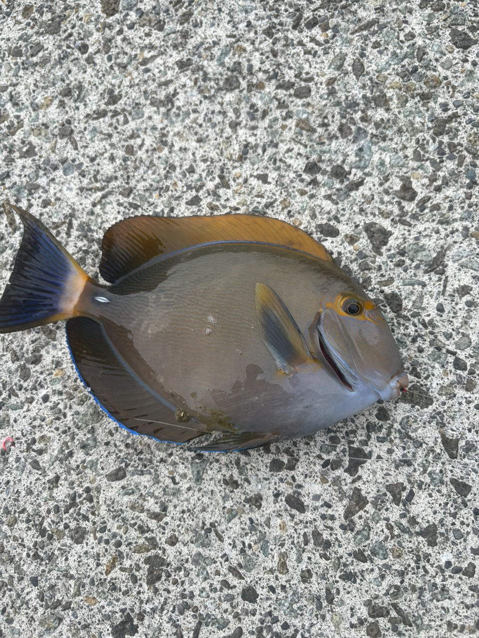 ニセカンランハギ