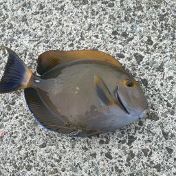 ニセカンランハギ