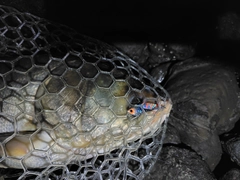 ハクレンの釣果