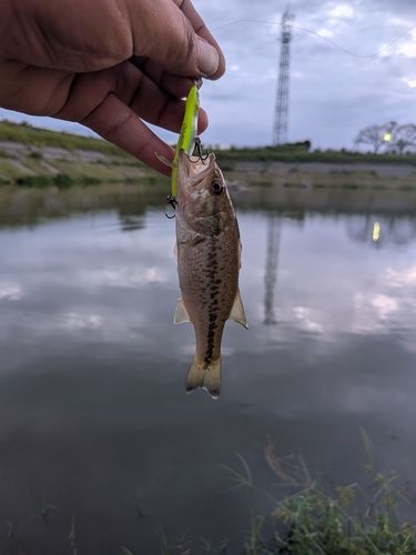 利根川渡良瀬川合流
