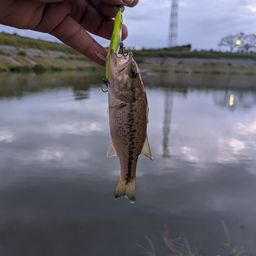 ラージマウスバス