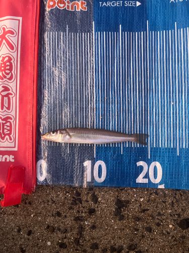 キスの釣果