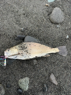 イシモチの釣果
