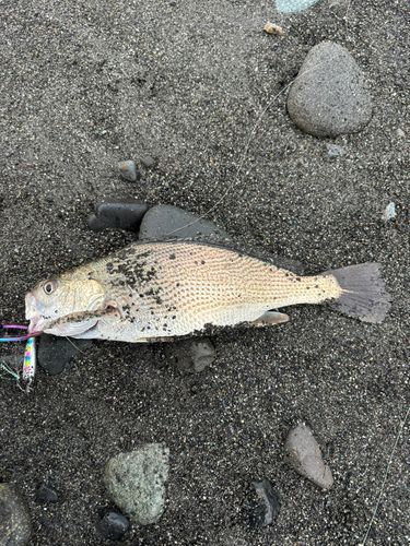 イシモチの釣果