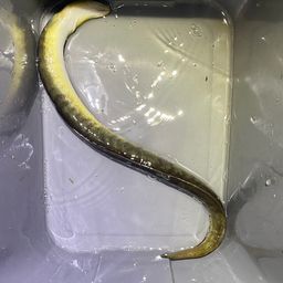 ウナギ