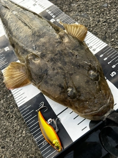 マゴチの釣果