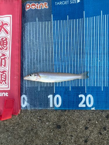 キスの釣果
