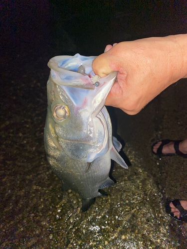 ヒラスズキの釣果