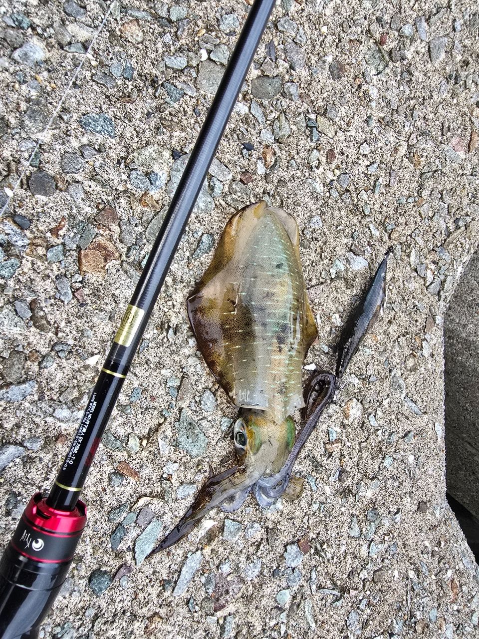 22イグジスト SF2500SS-H ダイワ イグジスト SF2500SS (リール) 価格比較 - 価格.com