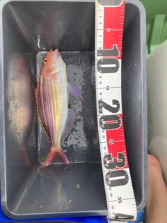 イトヨリダイの釣果