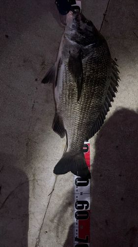 チヌの釣果