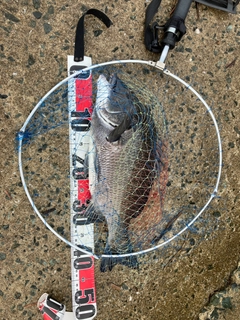 チヌの釣果