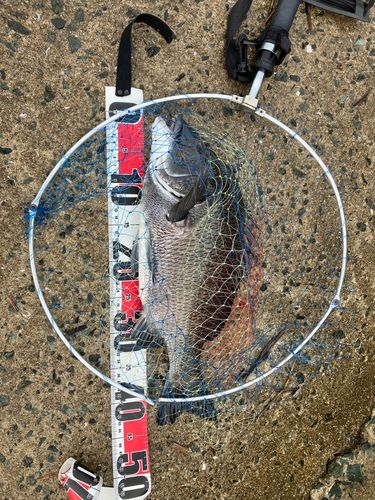チヌの釣果