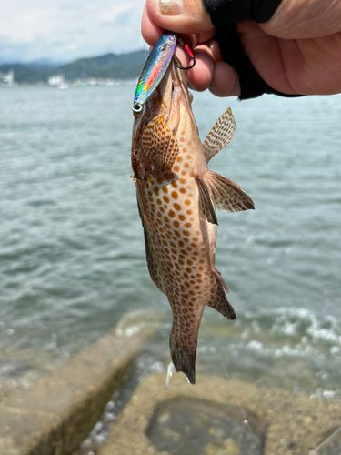清水港