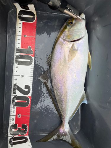シオの釣果