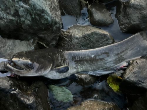 ナマズの釣果