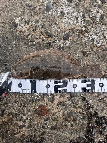 ヒラメの釣果