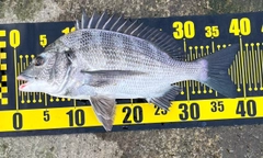 クロダイの釣果