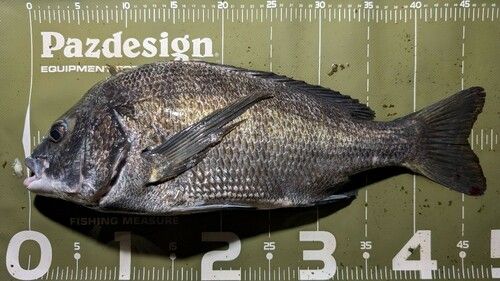 クロダイの釣果