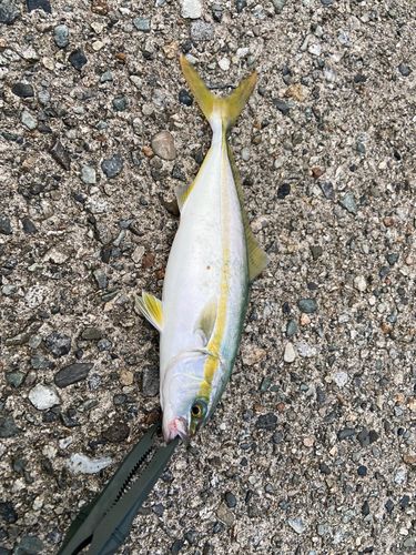 ツバイソの釣果