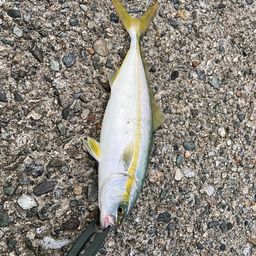 ツバイソ
