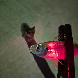 アジ
