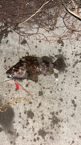 クロソイの釣果