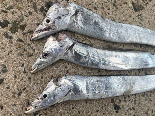 タチウオの釣果