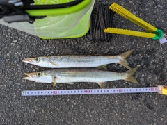 アカカマスの釣果