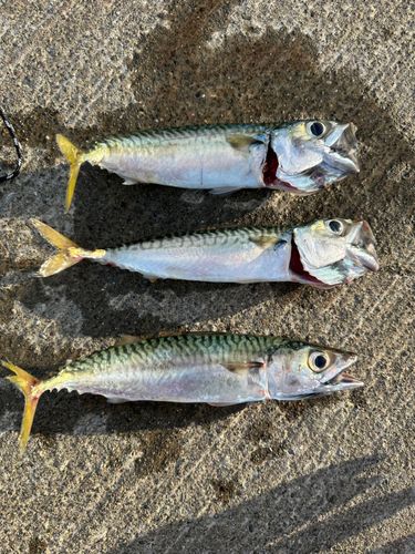 キラキラ公園（苫小牧西港）