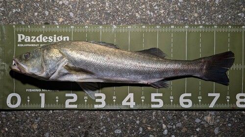 シーバスの釣果