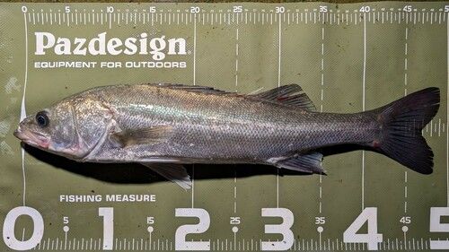 シーバスの釣果
