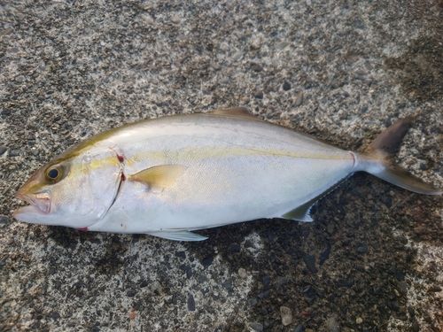 ショゴの釣果