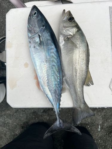 スマガツオの釣果