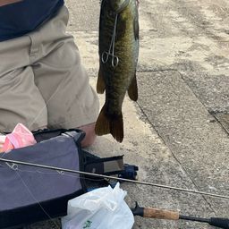 スモールマウスバス