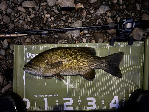 スモールマウスバスの釣果