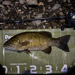 スモールマウスバス