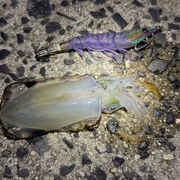 アオリイカ