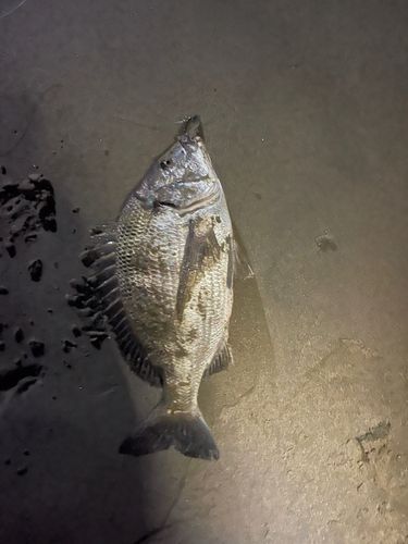 チヌの釣果