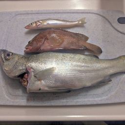 フッコ（ヒラスズキ）