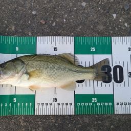 ラージマウスバス