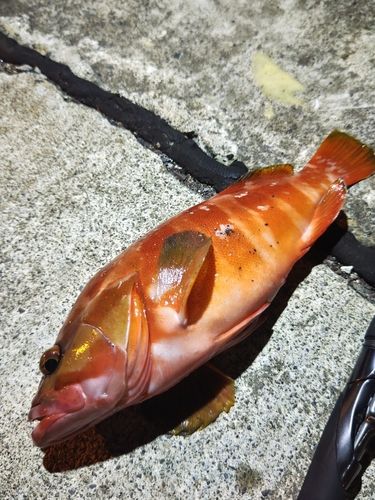 アカハタの釣果
