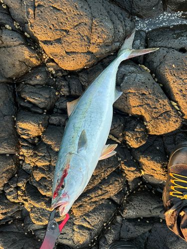 ワラサの釣果