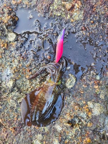 瀬戸内海
