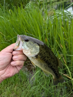 ラージマウスバスの釣果