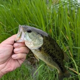 ラージマウスバス